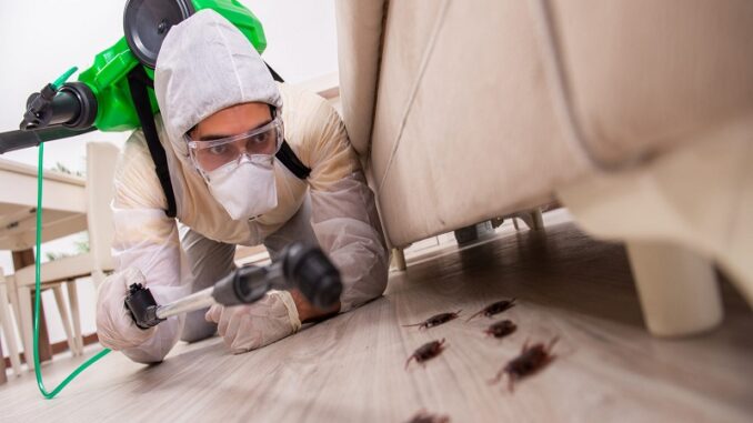 How Can You Select the Finest Pest Management Service in Brisbane?